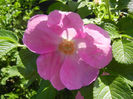 Rosa rugosa (2013, May 07)