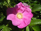 Rosa rugosa (2013, May 07)