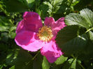Rosa rugosa (2013, May 07)
