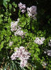 Syringa patula Miss Kim (2013, May 07)