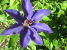 clematis Mr. President