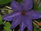 clematis Mr President