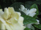 gardenia
