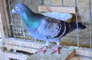 DSC_0096 (54)