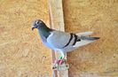 DSC_0098 (56)