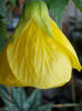 1 mai 2013-flori 026