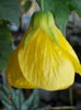 abutilon galben