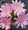 Gymnocalycium neuhuberi