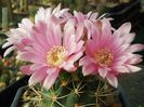 Gymnocalycium neuhuberi