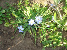 Ipheion