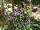DSCF0551
