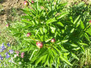 DSCF0546