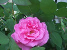 Zephirine Drouhin