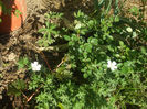 DSCF0552