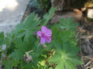 DSCF0567