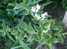 DSCF0571