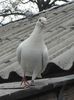 DSC03366