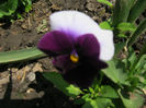 Panseluta