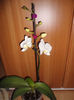 Orhidee 08