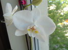 Orhidee 10