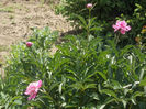 DSCN8530_3995