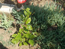 DSCN8544_4009