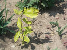 DSCN8547_4012