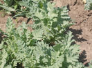 DSCN8554_4019