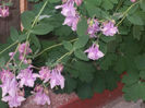 DSCN8555_4020