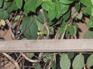 DSCN8510_3975