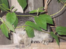 DSCN8511_3976