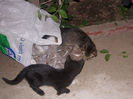 DSCN8515_3980