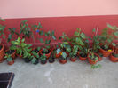 DSCN8495_3960