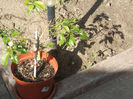 DSCN8491_3956