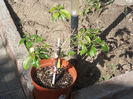 DSCN8492_3957