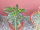 DSCN8522_3987