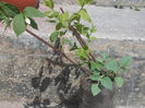 DSCN8524_3989