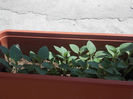 DSCN8528_3993