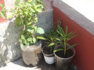 DSCN8529_3994