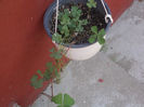 DSCN8566_4031