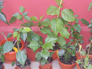 DSCN8562_4027