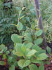 schisandra 2