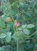 trandafir dulceata boboci