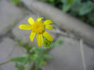 Eastern Groundsel (2013, May 03)