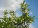 Robinia pseudoacacia, 05may2013