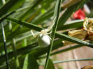 White Crab Spider (2013, May 07)