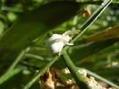 White Crab Spider (2013, May 07)