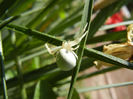 White Crab Spider (2013, May 07)