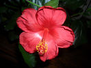 Hibiscus Wela Red