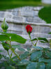 Primul trandafir - 7 mai